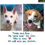 Anupama Parameswaran Instagram - Toddy and Rum We lost them ... 💔 Toddy 30/12/2019 - 27/5/2020 Rum 12/02/2019 - 8/6/2020 Love you both ... infinite...RIP