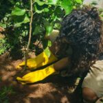 Anupama Parameswaran Instagram - Challenge accepted @kalyanipriyadarshan Thanks a lot my love 😘 Meet my new friend “Kalyani” ( due to obvious reasons 😘🥰😍) .. she is a Brazilian mulberry.... A few days back we planted around 25 saplings in our plot near by ... and sadly two of them dried... 😞 was feeling very upset and the here comes our #harahaitohbharahai #greenindiachallenge 🌳♥️ Was very happy when I was challenged but due to the restrictions ( yes we are in a containment zone ) 😞we have ryt now and the limited space in our home , could plant only one now ... I promise I will make it up soon... I further nominate @sobhitad @kalidas_jayaram @i_nivethathomas @ahaana_krishna @aishu__ @rajishavijayan @padmasoorya @pearlemaany @gourigkofficial @gauthami.nair @siju_wilson @anu_sithara @krisnasankar @pavithralakshmioffl @lakshmipriyavishak 😘♥️ and all my wonderful fans to take up this wonderful challenge... Plant 3 saplings and let’s continue this chain by tagging our loved ones ... ♥️ Let’s spread green , let’s spread love ...