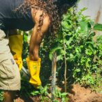 Anupama Parameswaran Instagram - Challenge accepted @kalyanipriyadarshan Thanks a lot my love 😘 Meet my new friend “Kalyani” ( due to obvious reasons 😘🥰😍) .. she is a Brazilian mulberry.... A few days back we planted around 25 saplings in our plot near by ... and sadly two of them dried... 😞 was feeling very upset and the here comes our #harahaitohbharahai #greenindiachallenge 🌳♥️ Was very happy when I was challenged but due to the restrictions ( yes we are in a containment zone ) 😞we have ryt now and the limited space in our home , could plant only one now ... I promise I will make it up soon... I further nominate @sobhitad @kalidas_jayaram @i_nivethathomas @ahaana_krishna @aishu__ @rajishavijayan @padmasoorya @pearlemaany @gourigkofficial @gauthami.nair @siju_wilson @anu_sithara @krisnasankar @pavithralakshmioffl @lakshmipriyavishak 😘♥️ and all my wonderful fans to take up this wonderful challenge... Plant 3 saplings and let’s continue this chain by tagging our loved ones ... ♥️ Let’s spread green , let’s spread love ...