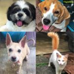 Anupama Parameswaran Instagram - Whom do you think is the naughtiest 😅 a. Whiskey the shitzu🐶 b. Rum the beagle 🐶 c. Toddy the newbie🐕 d. Kunju the queen claws 🐈 Take my heart my babies ♥️