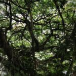 Anupama Parameswaran Instagram - 🌳