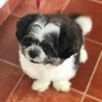 Anupama Parameswaran Instagram - My whiskey boy turns two 🐶🍗 I bought him when I was going through a lot in my life🤷🏻‍♀️ ... and trust me when I say this ... that was one of the best decisions I’ve ever taken in my life .... ♥️ Happy birthday my boy 😘 love u a lot ♥️ (Ignore his summer haircut 🙈lol)