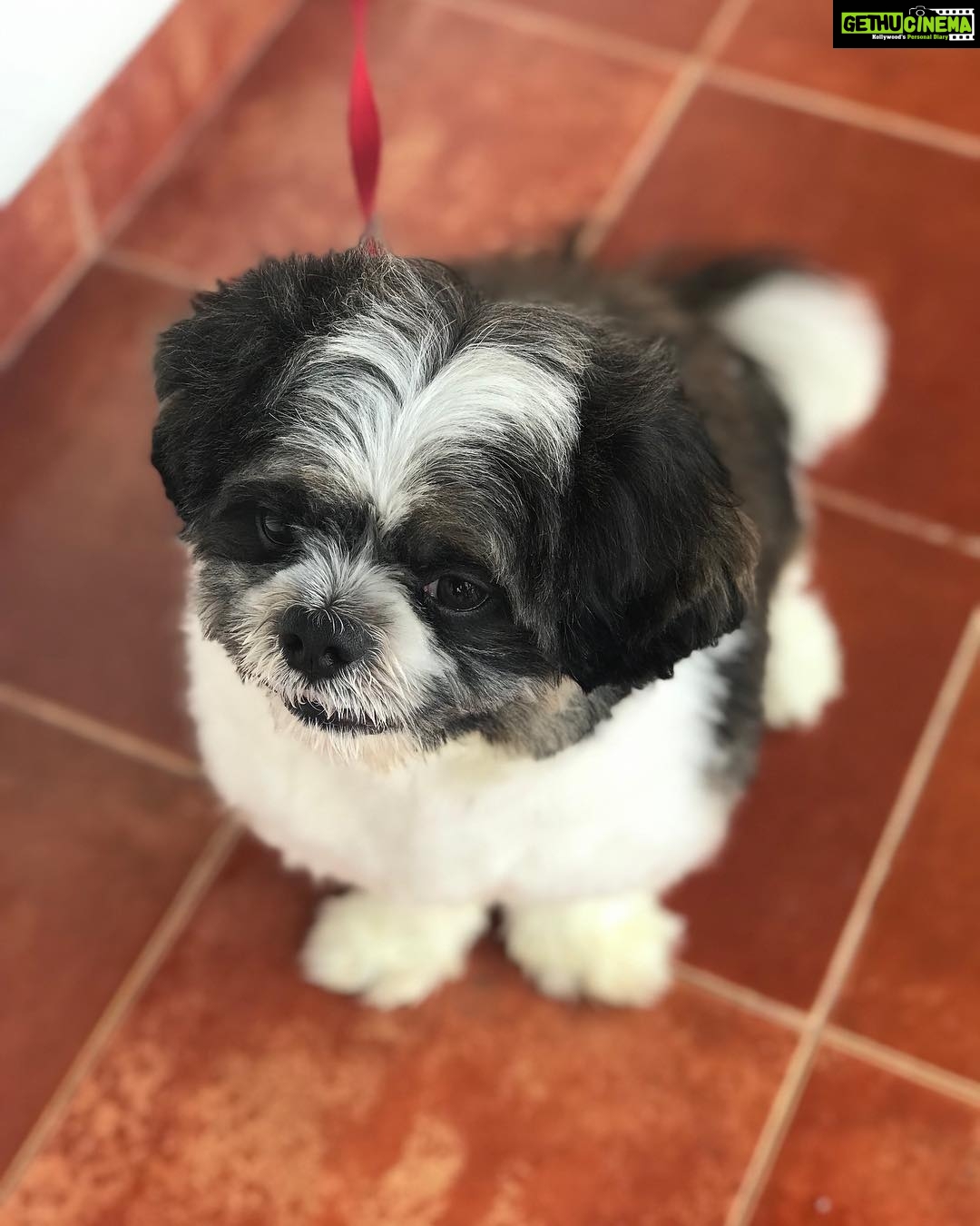 Anupama Parameswaran Instagram - My whiskey boy turns two 🐶🍗 I bought him when I was going through a lot in my life🤷🏻♀️ ... and trust me when I say this ... that was one of the best decisions I’ve ever taken in my life .... ♥️ Happy birthday my boy 😘 love u a lot ♥️ (Ignore his summer haircut 🙈lol)