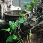 Anupama Parameswaran Instagram - And for the birds in search of water.... 🕊🤗 my mom has been doing this for years now... and I’m sure thr will a lot of ppl around the world doing the same... this summer ... it’s damn hotttt!!!! 🥵 and let’s help our nature by doing the little we can ... let’s live and let live ♥️🤗happy morning 😘... #positivevibes ♥️