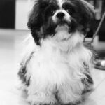 Anupama Parameswaran Instagram - Guys ..... guess his expression.. and tell me why 😂 #whiskeyboy