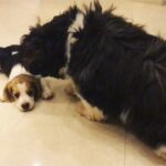 Anupama Parameswaran Instagram - And when they first met ♥️