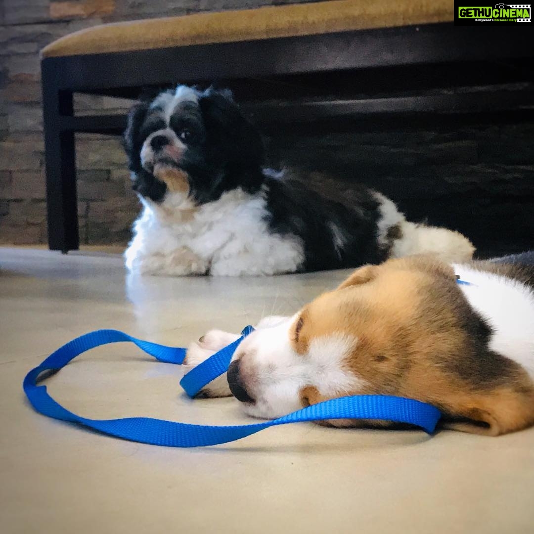 Anupama Parameswaran Instagram - Our “whiskey” 🐶and his new brother “rum” 🐶... look at the way whiskey looks🙉🙊🙈