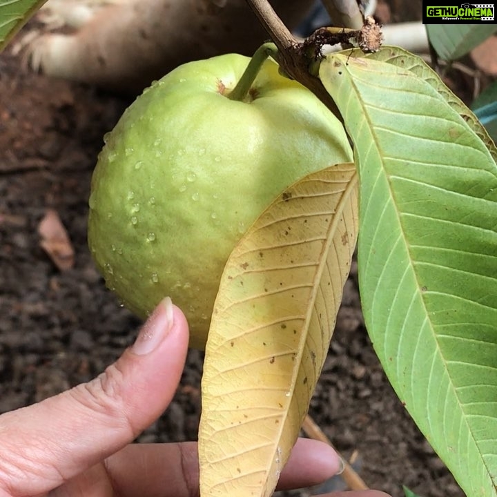 Anupama Parameswaran Instagram - From Amma’s garden 🍐 and she is like “pathuketttaa” ..as if I’m gonna hurt it 😂