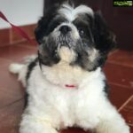 Anupama Parameswaran Instagram - Okay .. you said you love me..... but that’s not enough... I need someone who can love me unconditionally... who can love me more than my whiskey does... ♥️♥️♥️🤗🤗🤗 #doglove 🐶