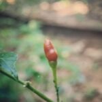 Archana Instagram – On eye towards the sky … and the other towards nature … may we always be surrounded with the bounty of nature’s abundance, fresh air (🙄🙄🙄🙈🙈🙈) & caring people around! 💗🤶💯🧿🇮🇳🤩🤗🙌🏼 #happynewyear #happy2021 #kerela Kerala spice garden kumily