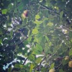 Archana Instagram - On eye towards the sky … and the other towards nature … may we always be surrounded with the bounty of nature’s abundance, fresh air (🙄🙄🙄🙈🙈🙈) & caring people around! 💗🤶💯🧿🇮🇳🤩🤗🙌🏼 #happynewyear #happy2021 #kerela Kerala spice garden kumily