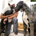 Arun Vijay Instagram – Celebrated #Rudhra ‘s 4th birthday yesterday!!❤🤗 #doglovers #aug26th #love #greatdane #pluto #avj #ArnavVijay #OhMyDog #unconditionallove 
PC: @aarathi_arun