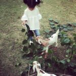 Asin Instagram – Li’l A with her little friends at home 🐐 #ArinsAdventures New Delhi