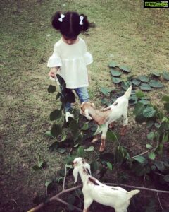 Asin Instagram - Li’l A with her little friends at home 🐐 #ArinsAdventures