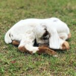 Asin Instagram - Li’l A with her little friends at home 🐐 #ArinsAdventures New Delhi