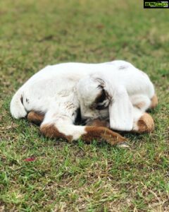 Asin Instagram - Li’l A with her little friends at home 🐐 #ArinsAdventures
