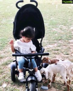 Asin Instagram - Li’l A with her little friends at home 🐐 #ArinsAdventures