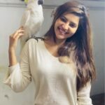 Athulya Ravi Instagram - Look with whom am I talking to !! Matching with this cutie ❤️❤️❤️ #petlove #cockatoo #parrots !! @vijayaprabhakaran_ @thewoneskennels