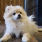 Ayesha Takia Instagram - Cute lil mini bear #Romeo 🧿❣️#miniPom #puppylove