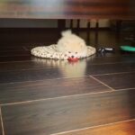 Ayesha Takia Instagram - Romeo always stealing my hair ties🤣❤️😍🐶