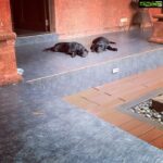 Ayesha Takia Instagram - These angels are inseparable 🥰 #Thor #Freya #canecorso #puppies #puppyLove