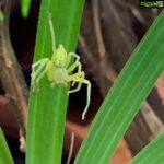 Ayesha Takia Instagram – Just spotted this guy in our home😱 so gorgeous! Anyone know what spider this is???? #arachnid 🕷🕷🕷🕷🕷#greenhuntsmanspider ???