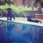 Ayesha Takia Instagram - Babies but beasts 🖤🖤🖤 in love🥰🥰🥰 #canecorsopuppy #Thor #Freya