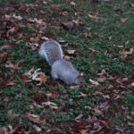 Chandrika Ravi Instagram - A walk in the park @fashionnova fashionnovapartner Central Park