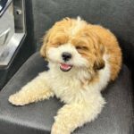 Daisy Shah Instagram - Week that went by 👐🏻👯‍♀️🐶 . . . #photodump