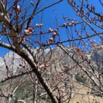Dia Mirza Instagram - Notice, the bare branches evolve into exquisite blossoms... arriving on the boughs of trees, butterflies and bees... life is thriving, life is abundant, life is ALIVE AND BEAUTIFUL. #NaturesCanvas #TravelWithDee #SundayVibes #Kaafir Sangla, Himachal Pradesh, India