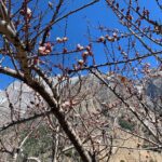 Dia Mirza Instagram – Notice, the bare branches evolve into exquisite blossoms… arriving on the boughs of trees, butterflies and bees… life is thriving, life is abundant, life is ALIVE AND BEAUTIFUL.  #NaturesCanvas #TravelWithDee #SundayVibes #Kaafir Sangla, Himachal Pradesh, India