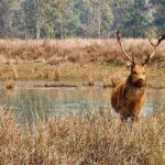 Dia Mirza Instagram - Here is a beauty I captured on my last trip to the forest. Have you heard a #Barasingha yodeling? They even decorate their antlers! All this to attract a mate... as we celebrate #EarthHour today think of all the wonderful beings we share this magical planet with 💚 🦋🌳🐾#KanhaNationalPark