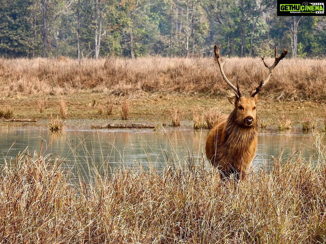 Dia Mirza Instagram - Here is a beauty I captured on my last trip to the forest. Have you heard a #Barasingha yodeling? They even decorate their antlers! All this to attract a mate... as we celebrate #EarthHour today think of all the wonderful beings we share this magical planet with π π¦π³πΎ#KanhaNationalPark
