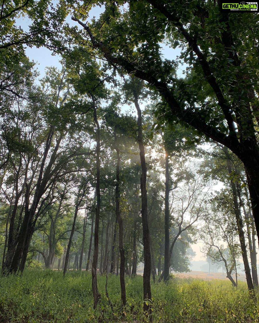 Dia Mirza Instagram - Our happiness, our health, our prosperity and therefore our rights are connected to forests π³ Forests sequester carbon and are the birthing ground of rivers. They maintain ecological balance contributing to our progress/prosperity. India has 2.99% dense forest cover & the worlds second largest population. We NEED our forests. #BetterWithForests #InternationalDayOfForests