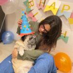 Dipika Kakar Instagram – I Loveeeeeee Him…..
he hates me troubling him… but i love that too 😜…. my most adorable baby…..cuddle’s birthday ❤️❤️❤️
.
.
#petlove #pricelessbond #smillingpugs