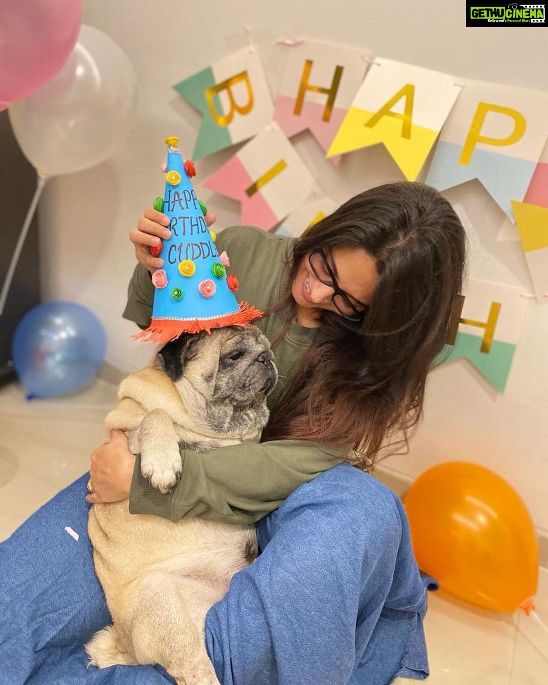 Dipika Kakar Instagram - I Loveeeeeee Him..... he hates me troubling him... but i love that too 😜.... my most adorable baby.....cuddle’s birthday ❤️❤️❤️ . . #petlove #pricelessbond #smillingpugs