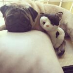 Dipika Kakar Instagram - Meet cuddle's new buddy 🐶💘😺 #puppytoy #bondingtime