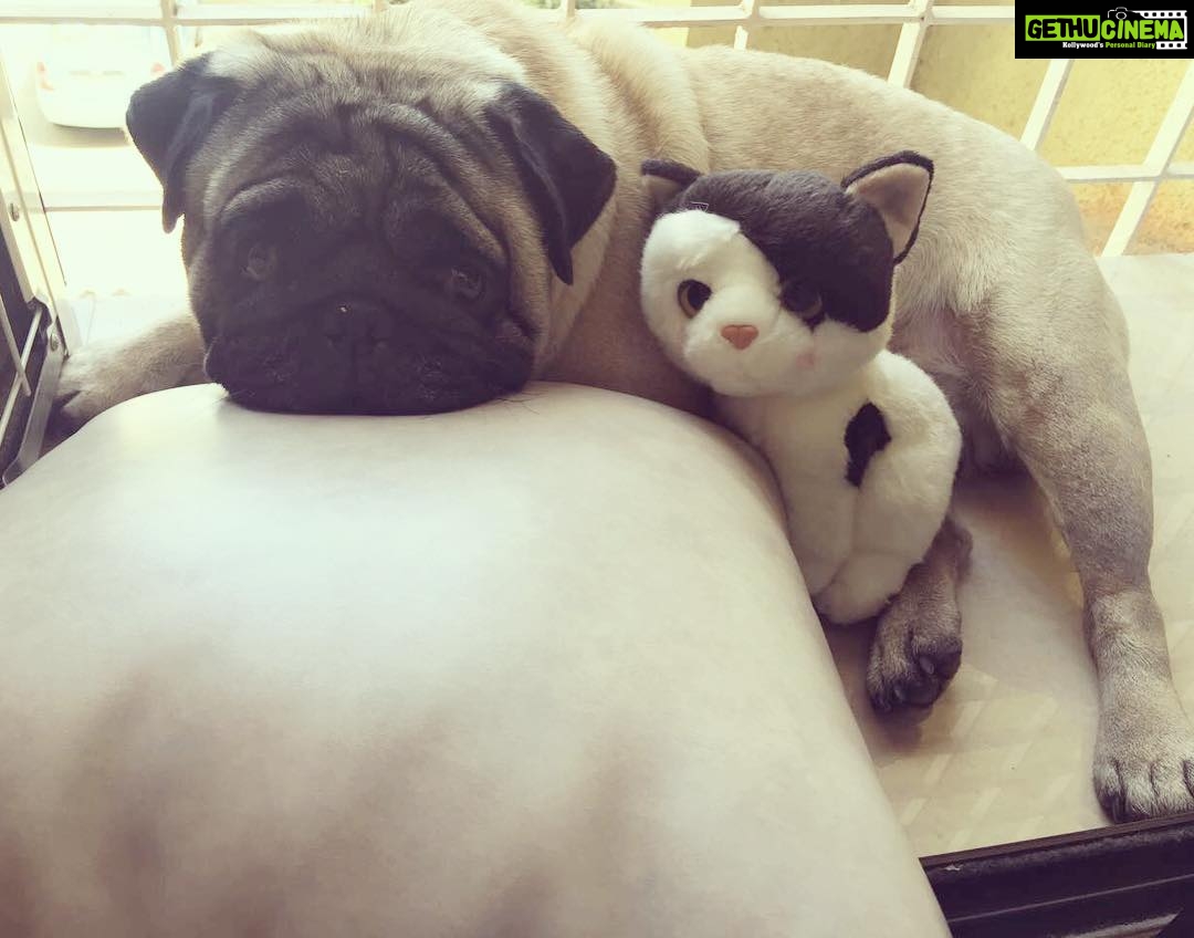 Dipika Kakar Instagram - Meet cuddle's new buddy πΆππΊ #puppytoy #bondingtime