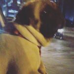 Dipika Kakar Instagram - Cuddle enjoying his drive back home 😘😘😘😘😘😘