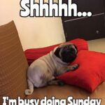 Dipika Kakar Instagram - Hmmm thats my cuddle enjoying a sunday while im at work🤔🤔🤔