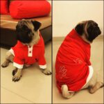 Dipika Kakar Instagram - My cuddle is super excited about his new tshirt..doesn't he look handsome 😜😜😜