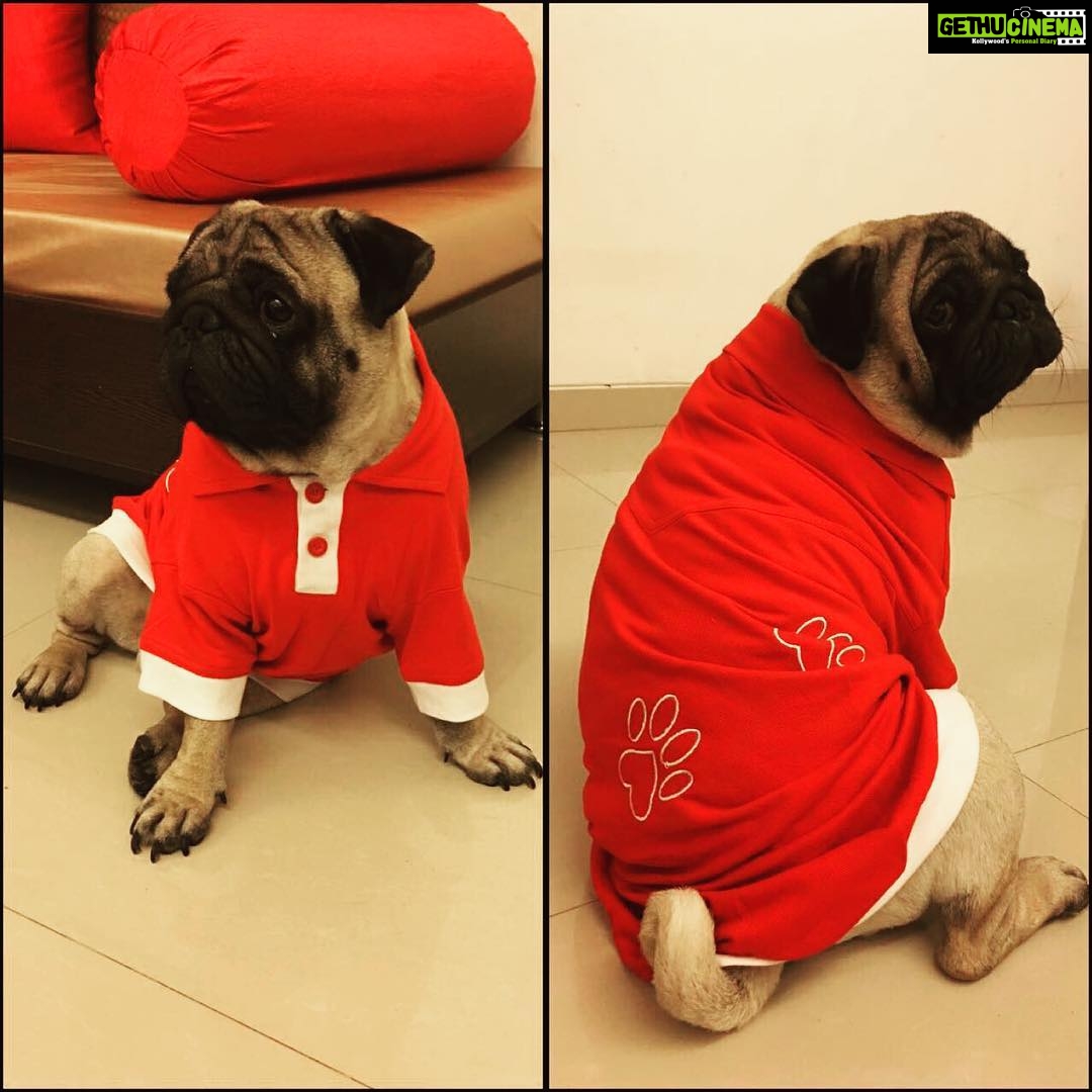 Dipika Kakar Instagram - My cuddle is super excited about his new tshirt..doesn't he look handsome 😜😜😜