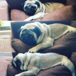 Dipika Kakar Instagram - Lazinggggggggggg mode!!! @worldofcutepugs @smilingpugs @pugsnkisses84
