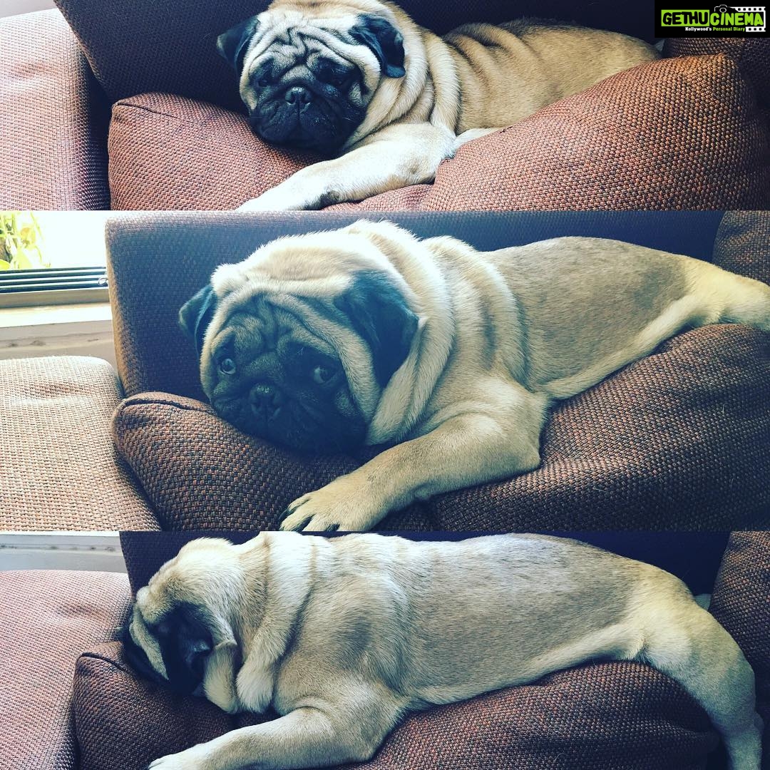 Dipika Kakar Instagram - Lazinggggggggggg mode!!! @worldofcutepugs @smilingpugs @pugsnkisses84