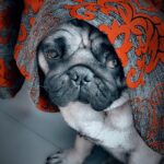 Dipika Kakar Instagram - Nazakat waala pose!!!!! Dont i look cute guys??? 😂😂😂😂😂😂😂 @cuddledipikasdog @worldofcutepugs @petsvideo @_puggs_