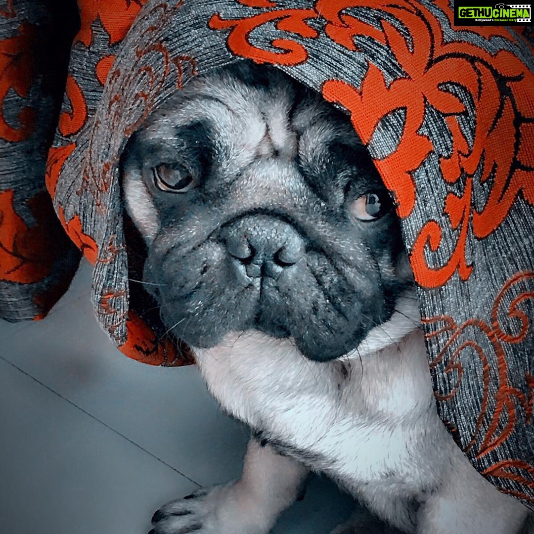Dipika Kakar Instagram - Nazakat waala pose!!!!! Dont i look cute guys??? 😂😂😂😂😂😂😂 @cuddledipikasdog @worldofcutepugs @petsvideo @_puggs_