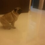 Dipika Kakar Instagram - And here he is angry coz hes hungry.. so he wants me to get into the kitchen n get his food right now..... @cuddledipikasdog