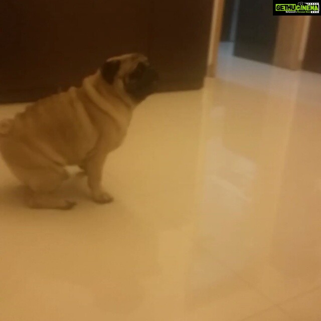Dipika Kakar Instagram - And here he is angry coz hes hungry.. so he wants me to get into the kitchen n get his food right now..... @cuddledipikasdog