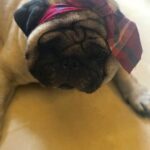 Dipika Kakar Instagram - My baby turns 4 today!!!!! Happiest birthday to my forever sleepy Cuddle 😂😂😂😂😗😗😗😗😗