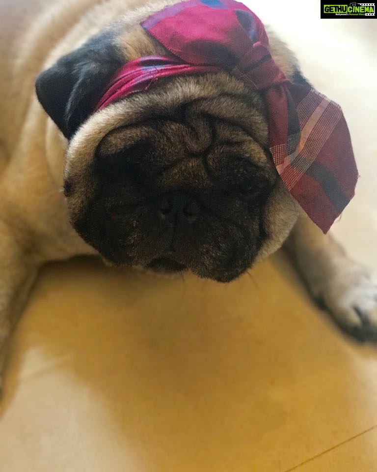 Dipika Kakar Instagram - My baby turns 4 today!!!!! Happiest birthday to my forever sleepy Cuddle 😂😂😂😂😗😗😗😗😗